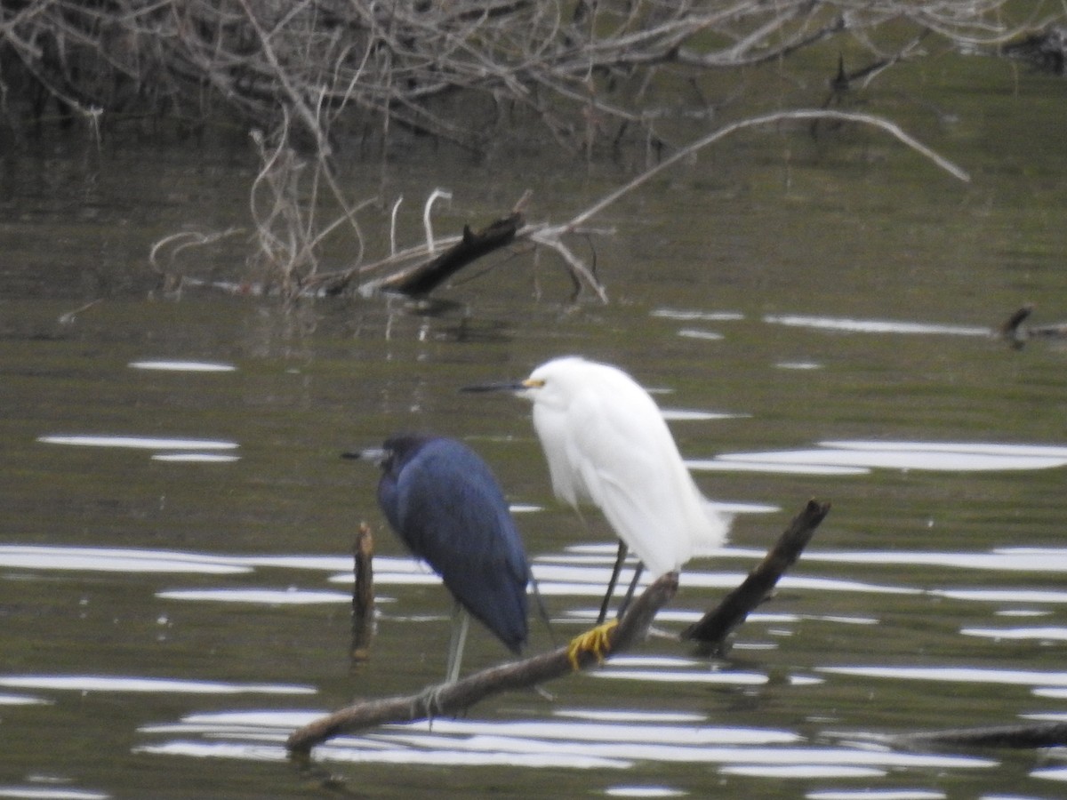 Snowy Egret - Tyler Stewart