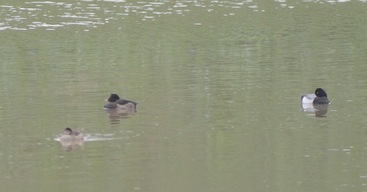 Tufted Duck - ML294724571