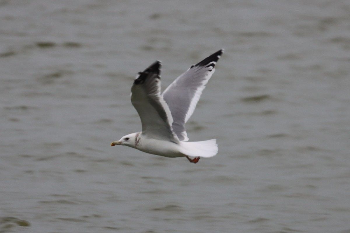 Herring Gull - Yu-Wei (昱緯) LI (李)