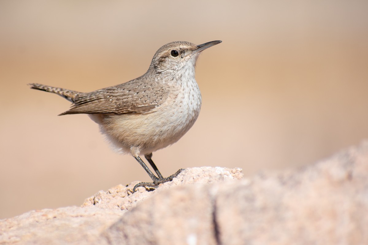 Rock Wren - Danny Tipton