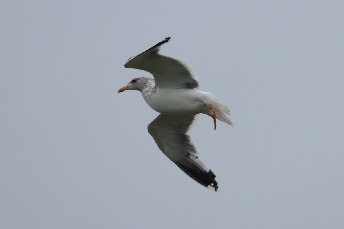 Herring Gull - Yu-Wei (昱緯) LI (李)