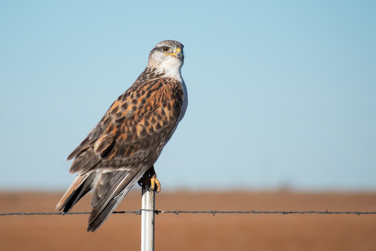 Königsbussard - ML294725861