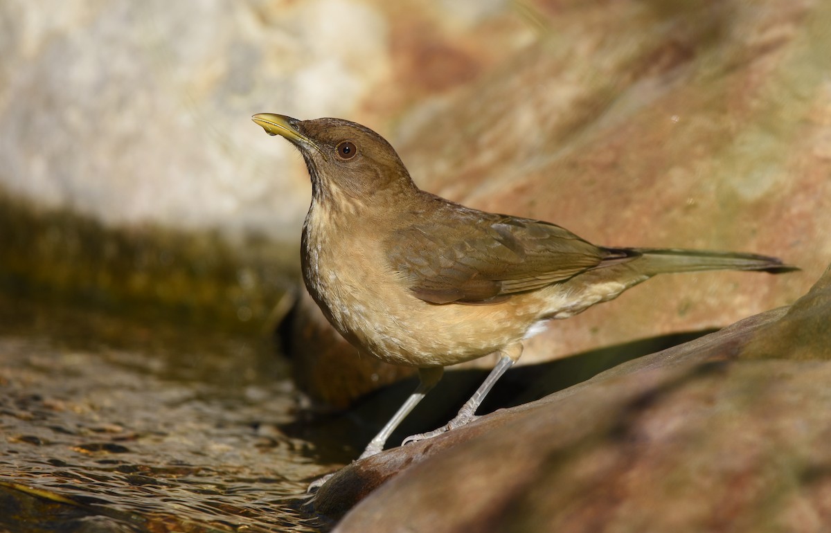 Clay-colored Thrush - ML294726211