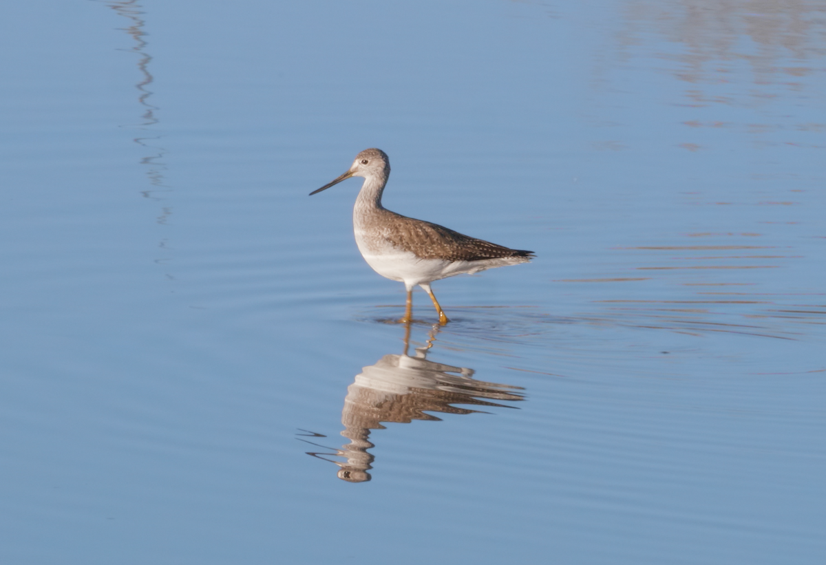 Greater Yellowlegs - Trevor Rogers