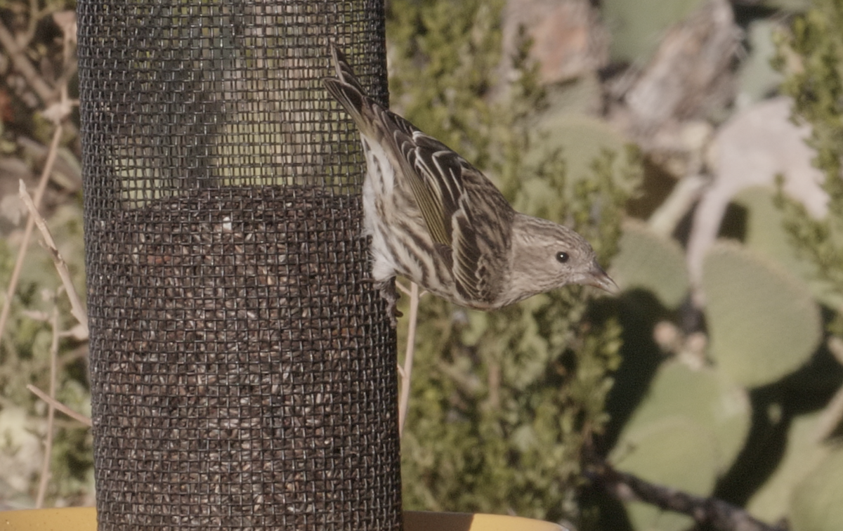 Pine Siskin - Trevor Rogers