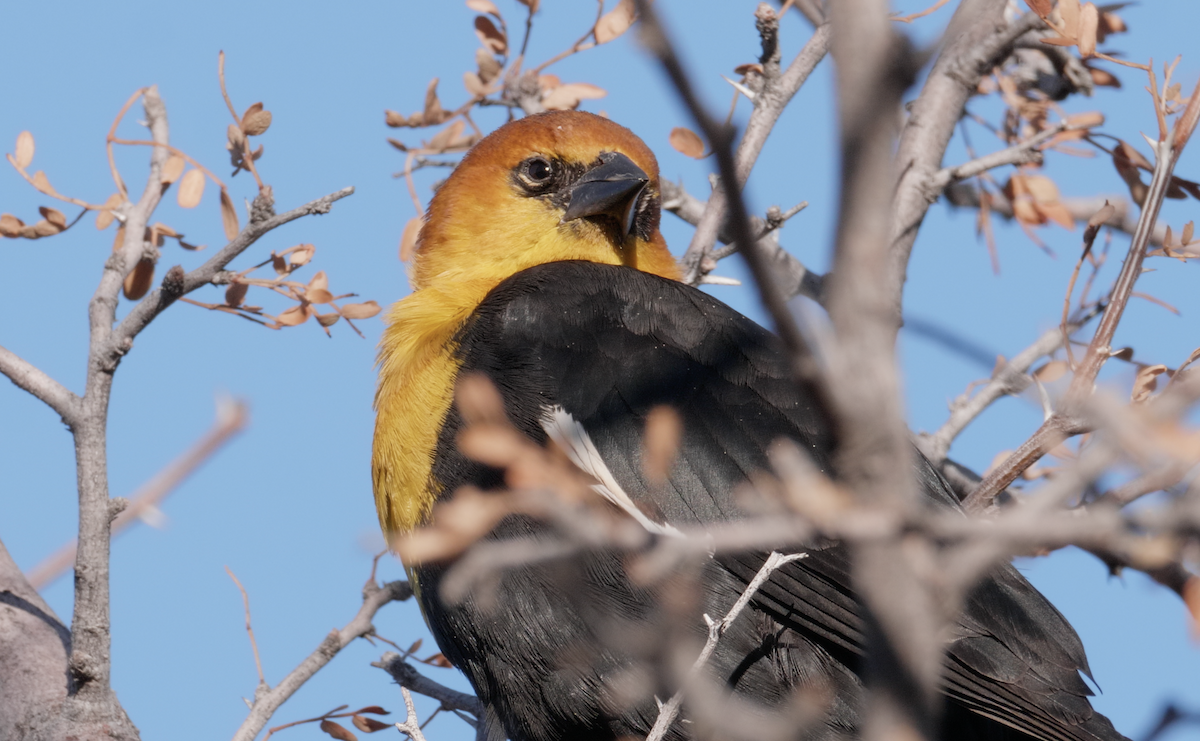 Yellow-headed Blackbird - Trevor Rogers