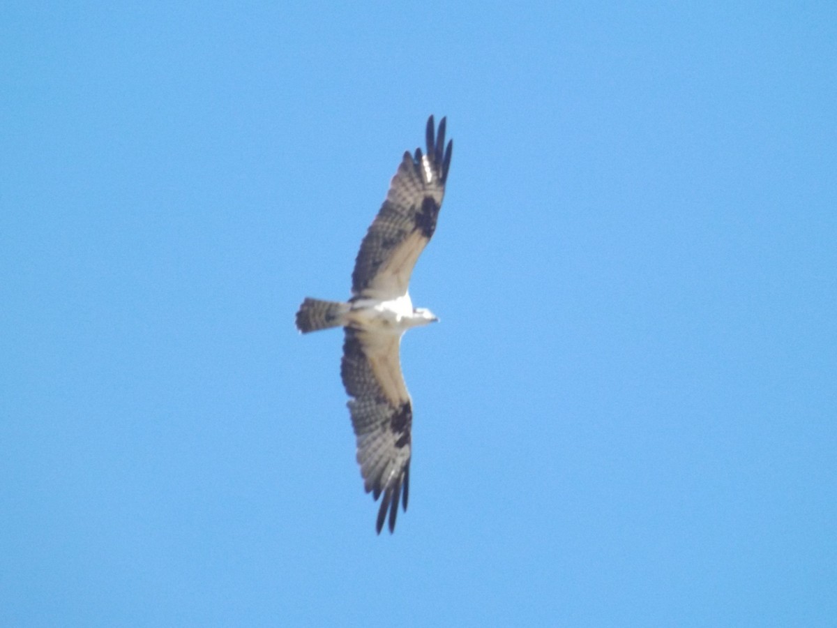 Águila Pescadora - ML294729171