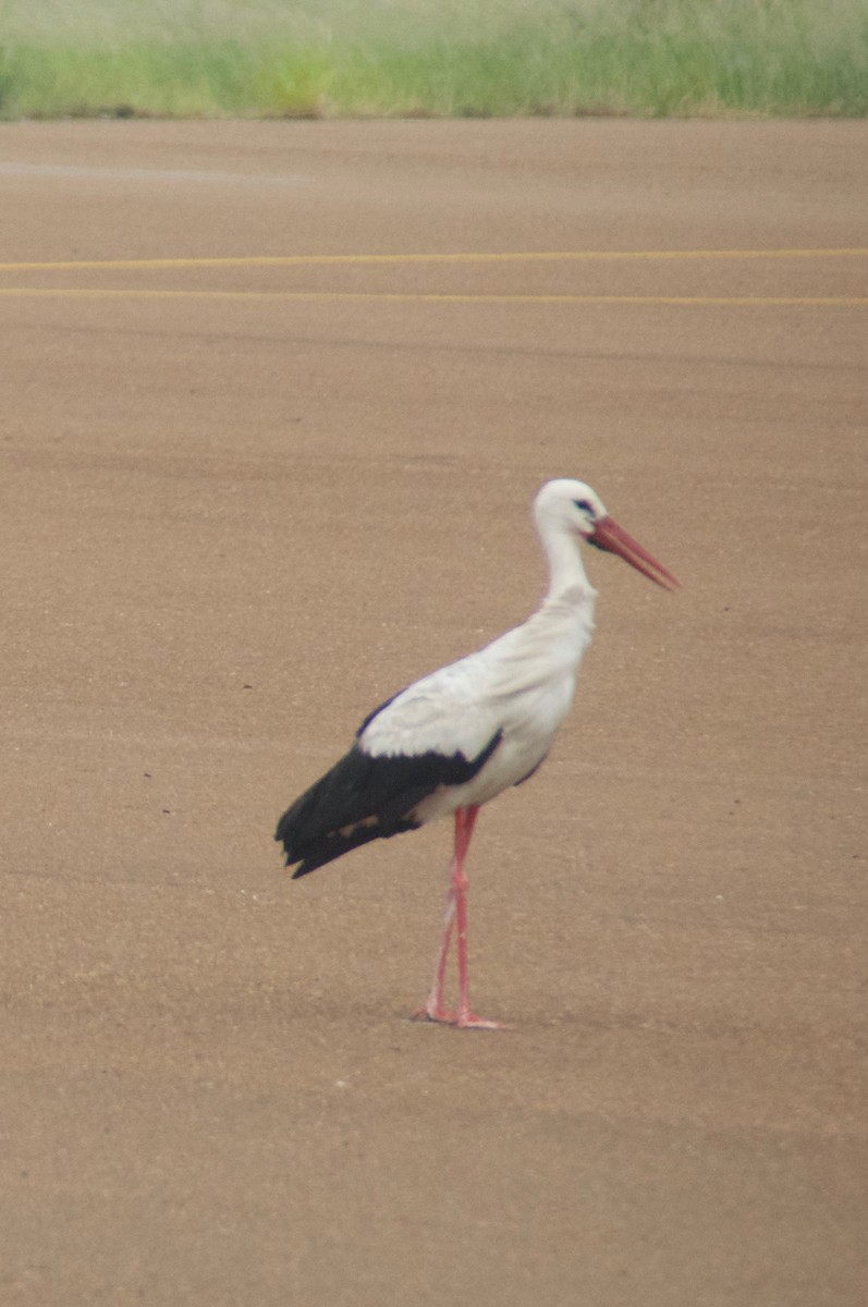 stork - ML29473021