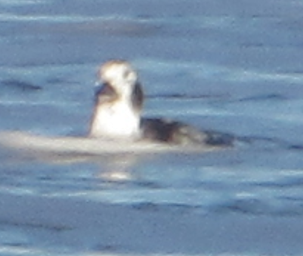 Long-tailed Duck - ML294731891