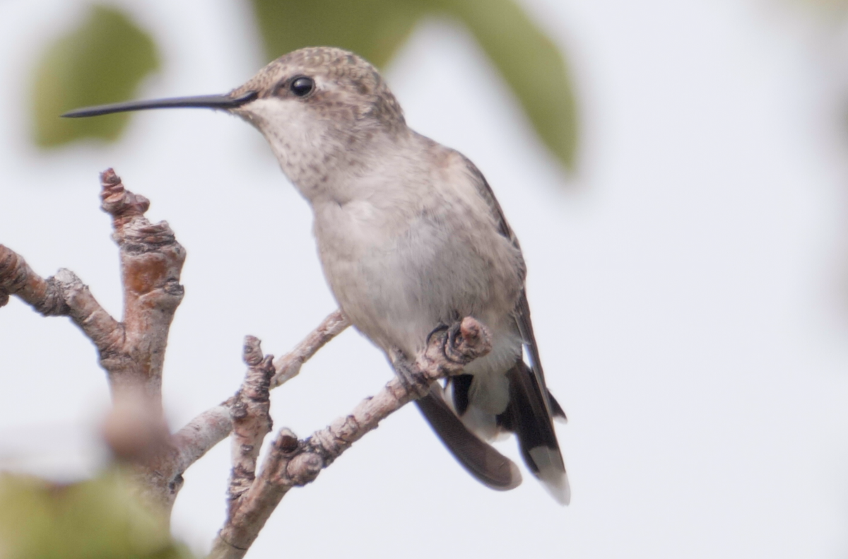 Black-chinned Hummingbird - Trevor Rogers