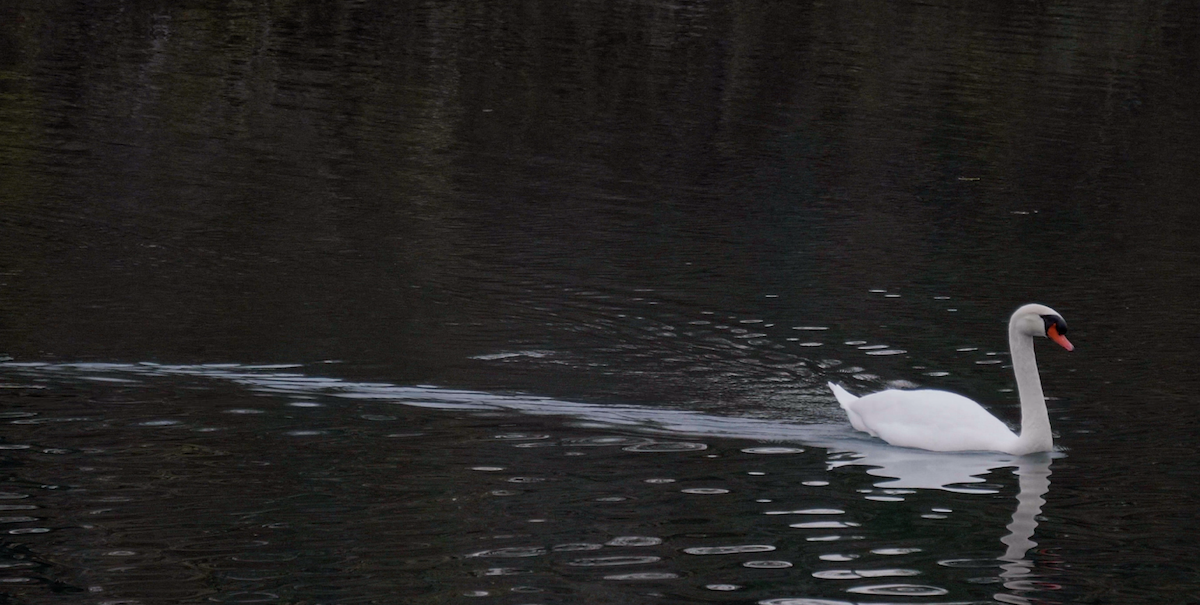 Mute Swan - Trevor Rogers