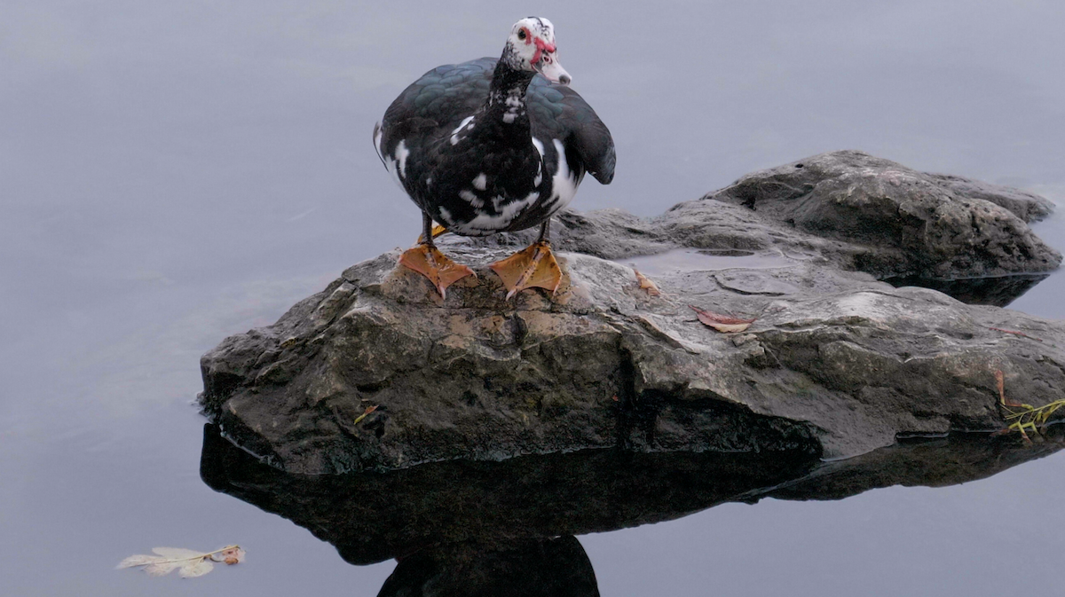 Muscovy Duck (Domestic type) - Trevor Rogers