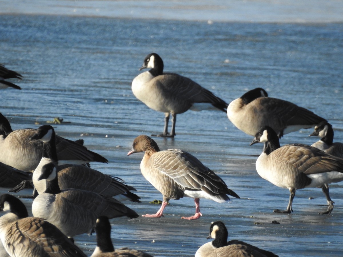 Pink-footed Goose - ML294735231