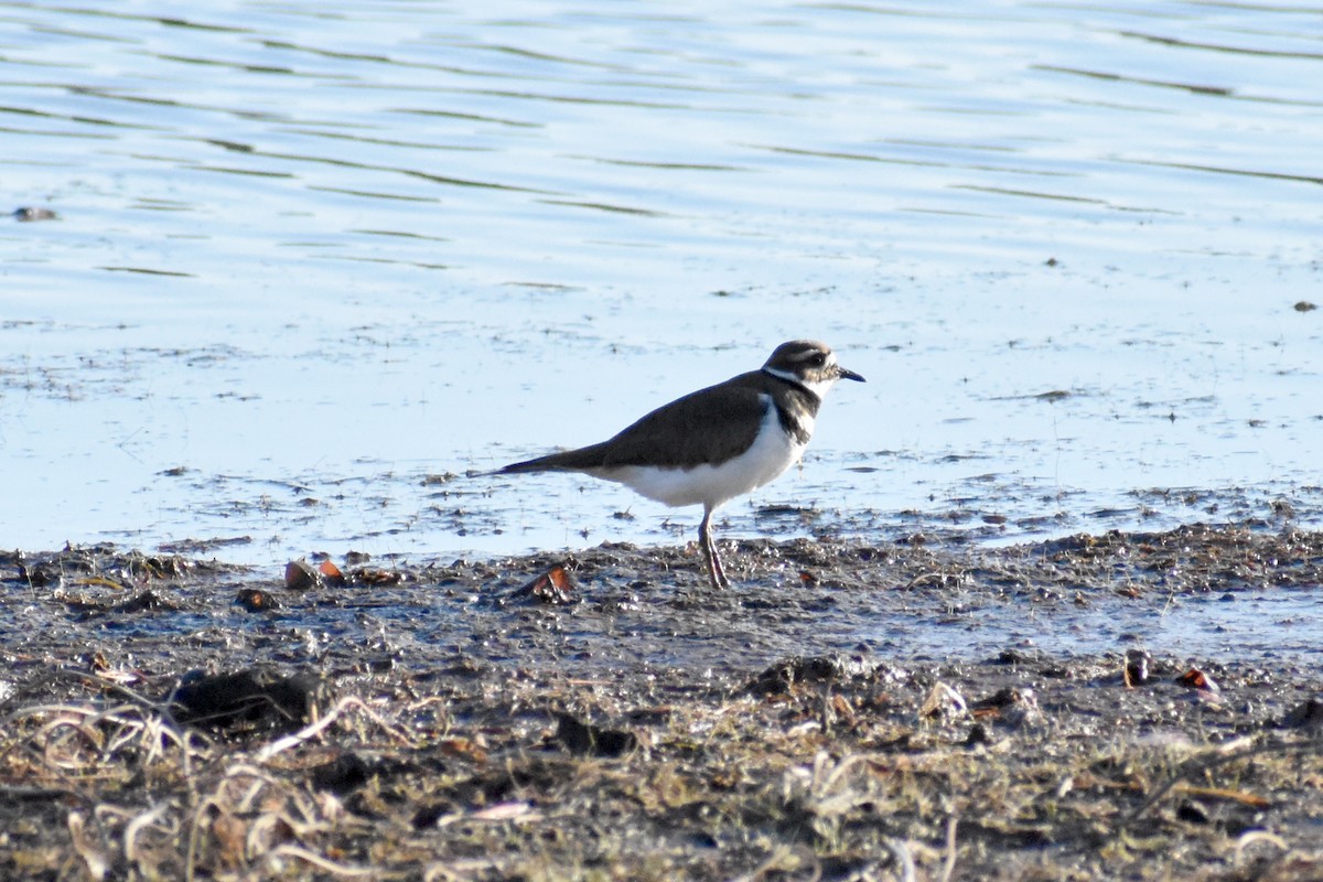 Killdeer - ML294735681