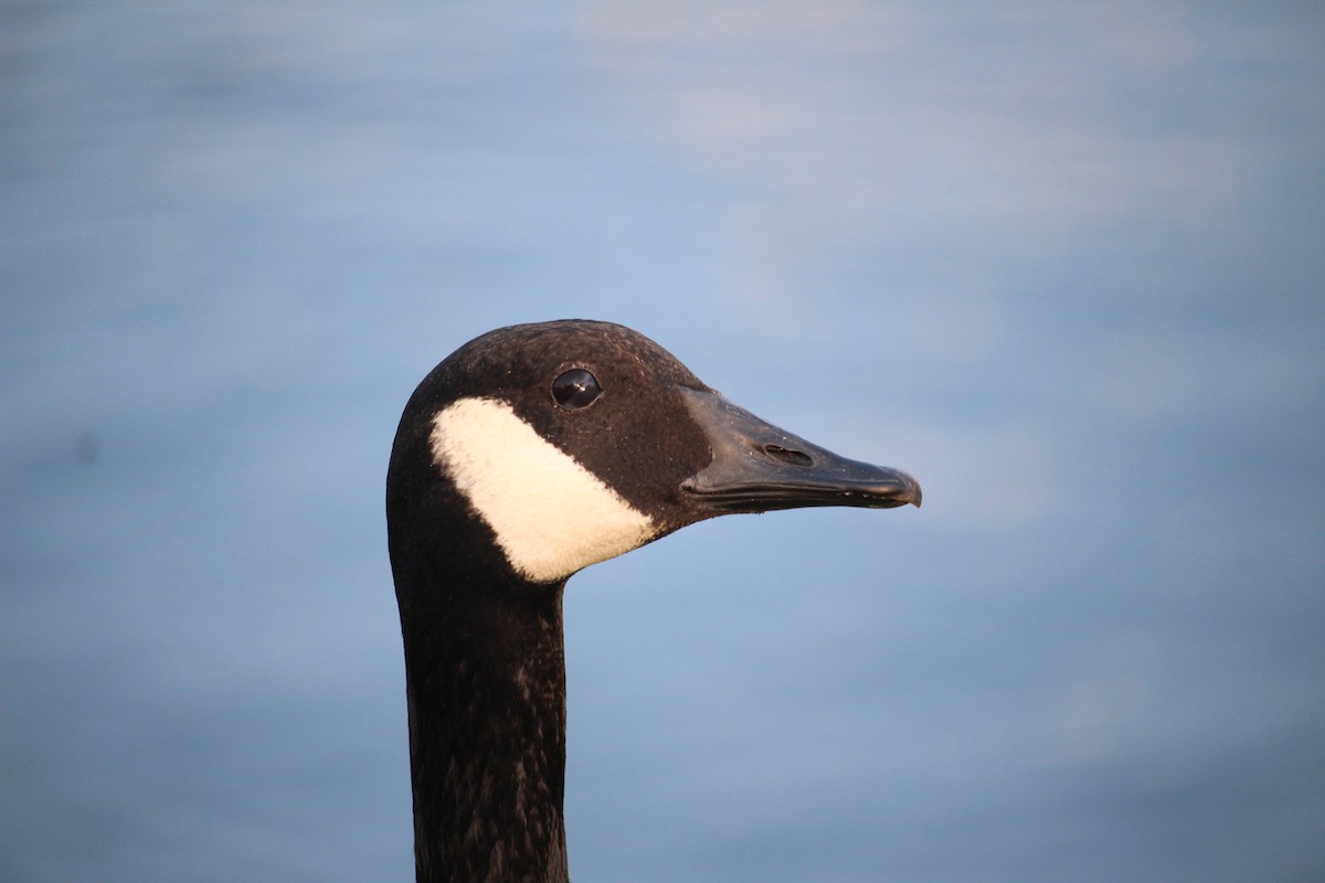 Canada Goose - ML294737591