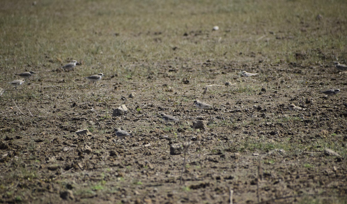 Kentish Plover - Jageshwer verma