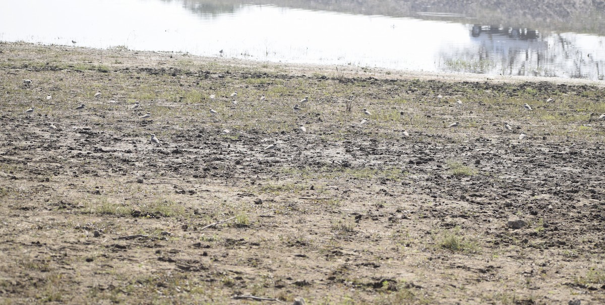 Kentish Plover - Jageshwer verma