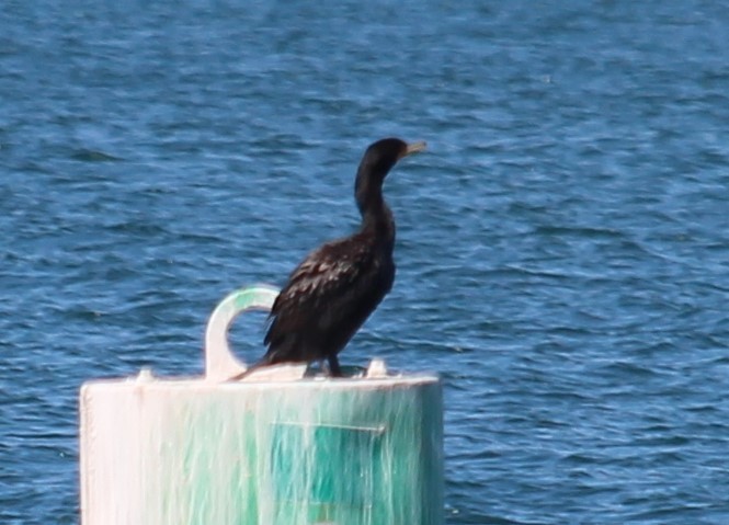 Double-crested Cormorant - ML294738301