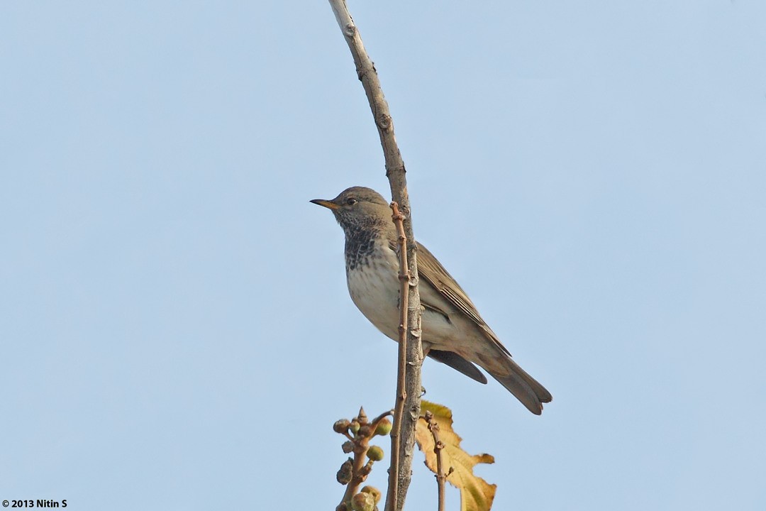 Black-throated Thrush - ML294739071