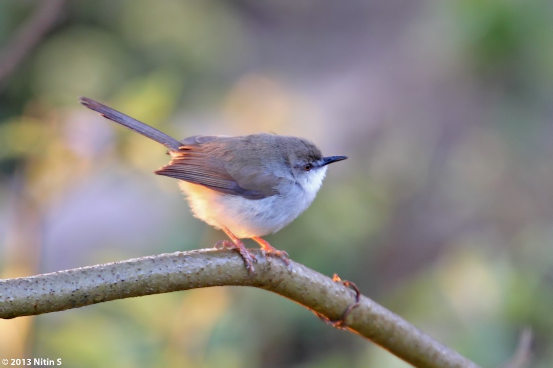 Gray-breasted Prinia - ML294739191