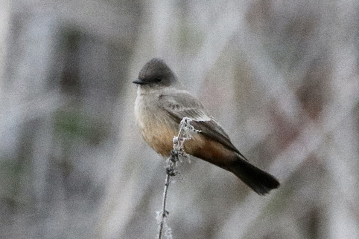 Say's Phoebe - ML294739311