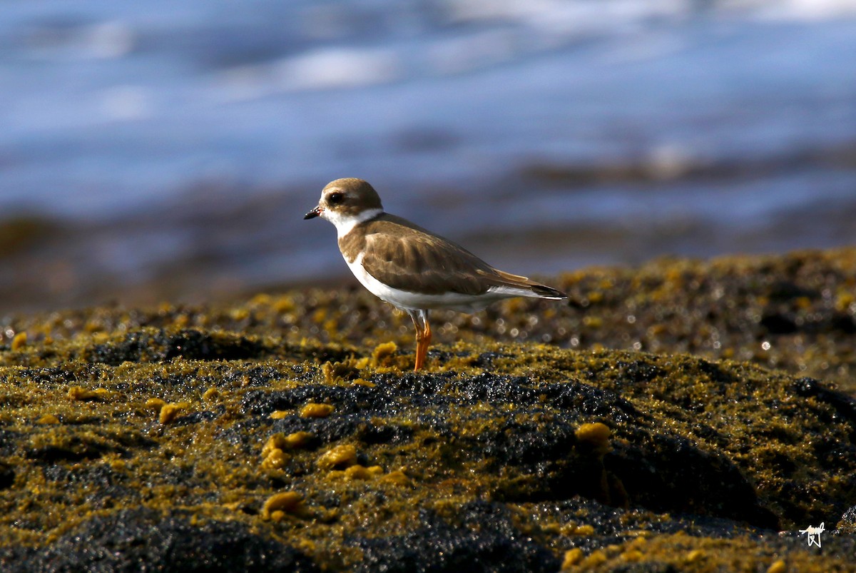 Semipalmated Plover - ML294742841