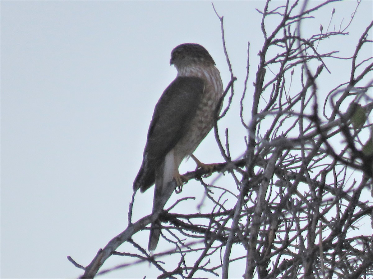 Sharp-shinned Hawk - ML294743861