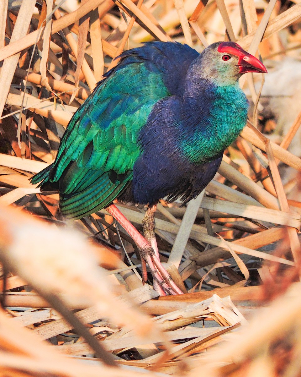 Gray-headed Swamphen - Umar Khan