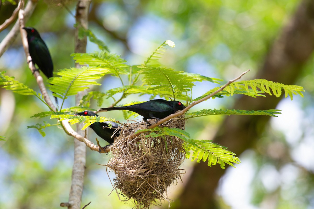 Singing Starling - ML294745741