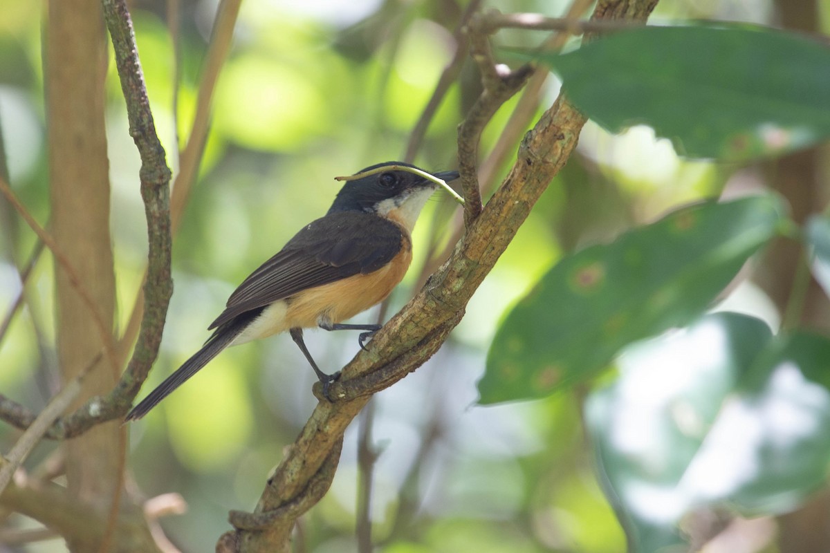 Vanikoro Flycatcher - ML294746071