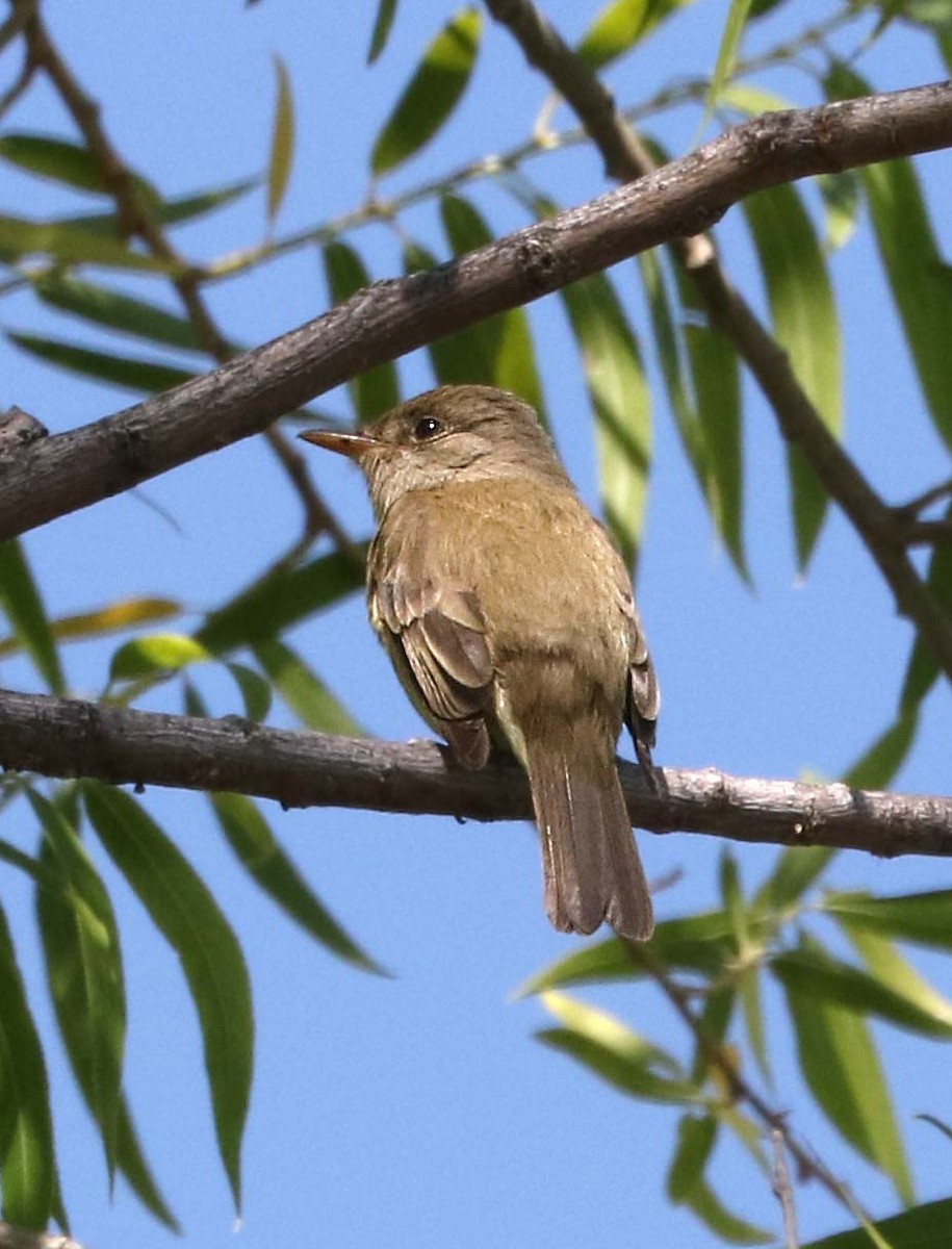 Willow Flycatcher - Alan Schmierer