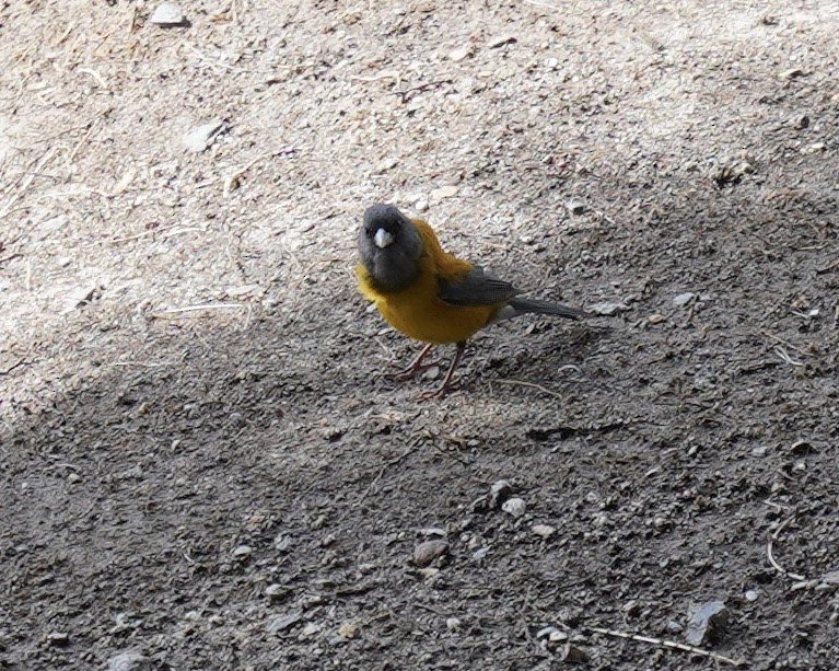 Patagonian Sierra Finch - ML294747351