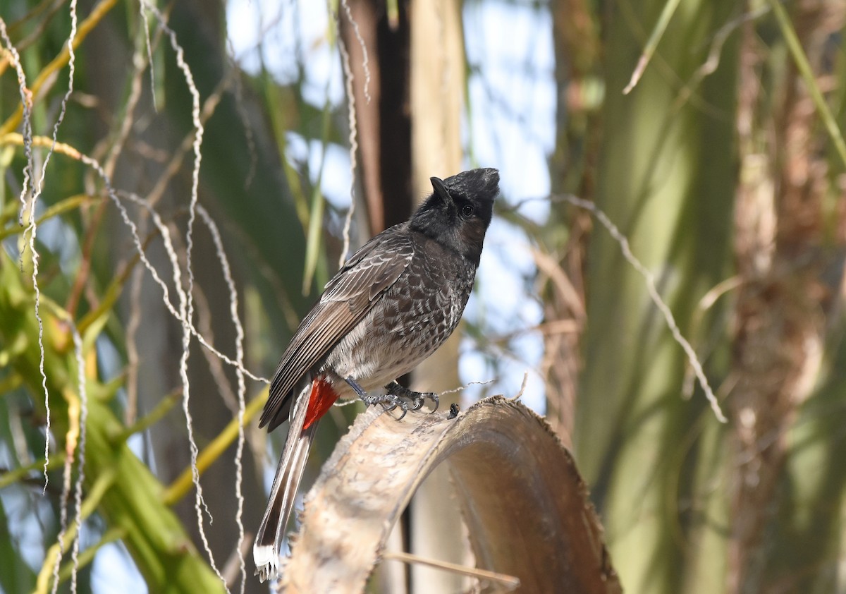 Red-vented Bulbul - ML294747561