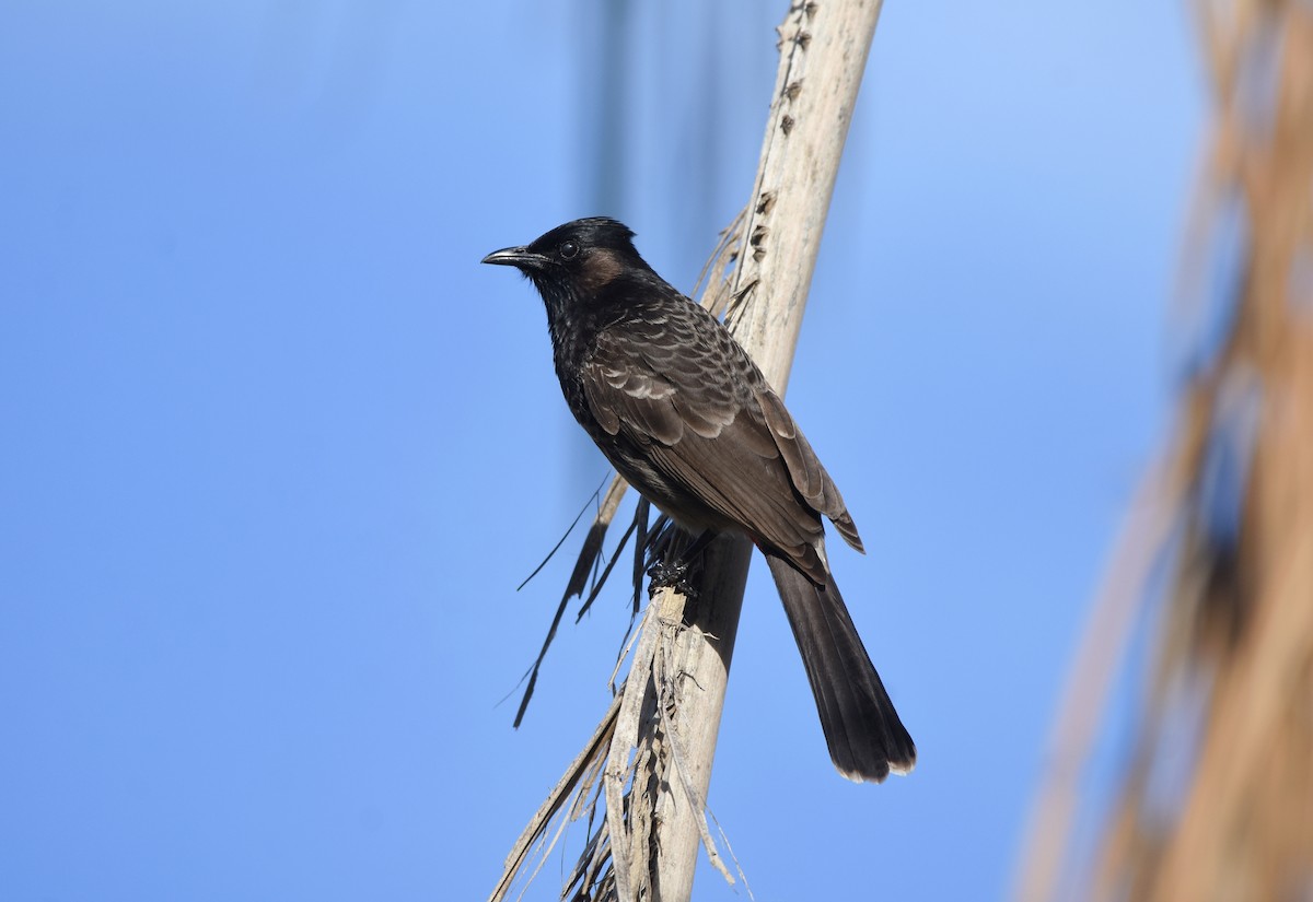 Red-vented Bulbul - ML294747571