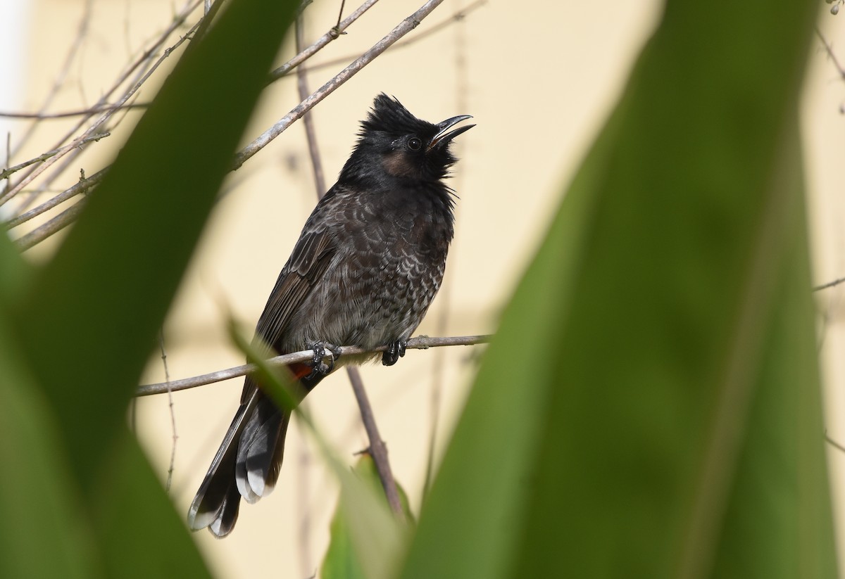 Red-vented Bulbul - ML294747581