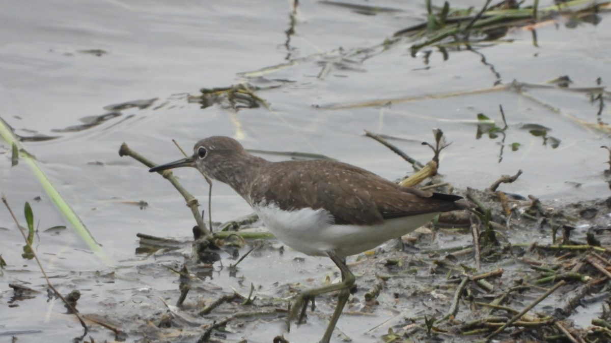 Green Sandpiper - ML294748091