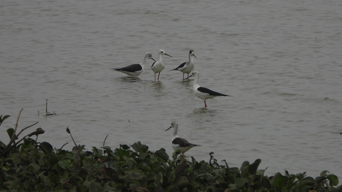 Black-winged Stilt - ML294748361