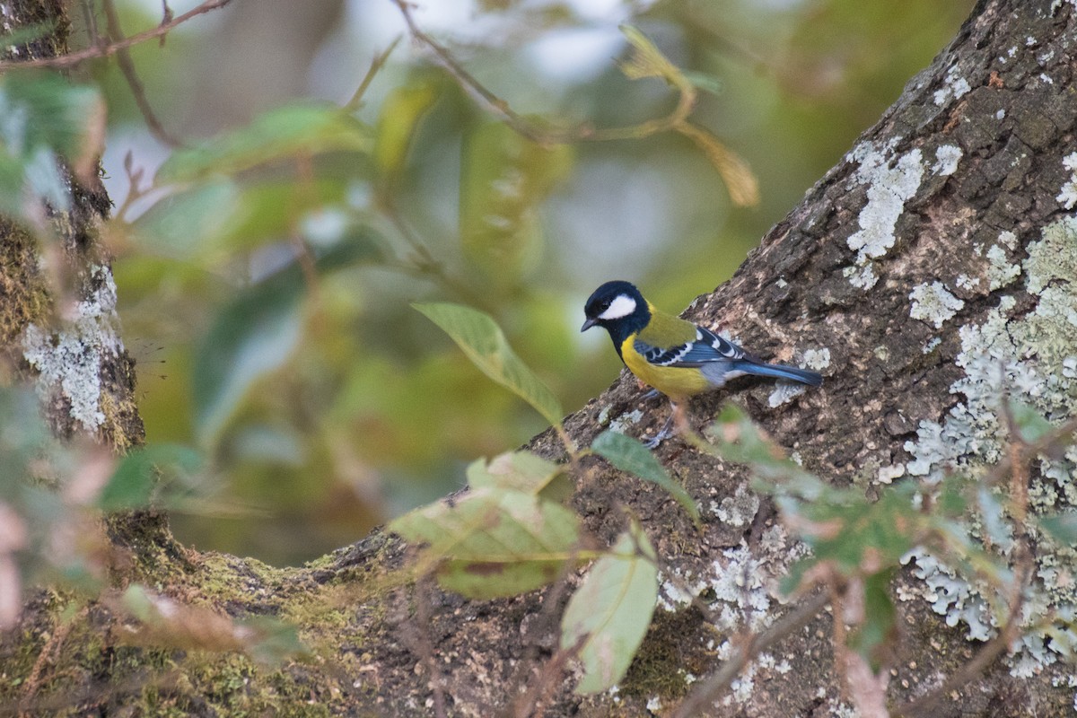 Green-backed Tit - ML294748551