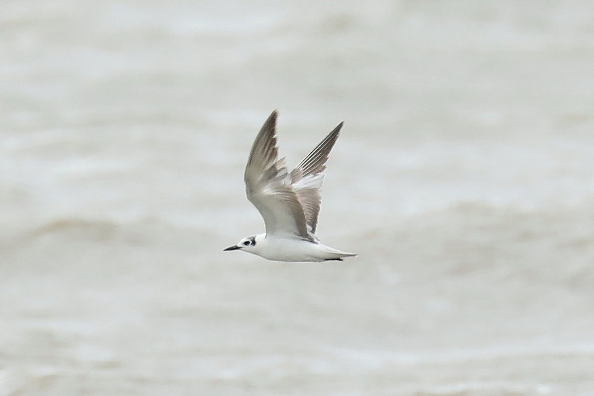 White-winged Tern - ML294748591
