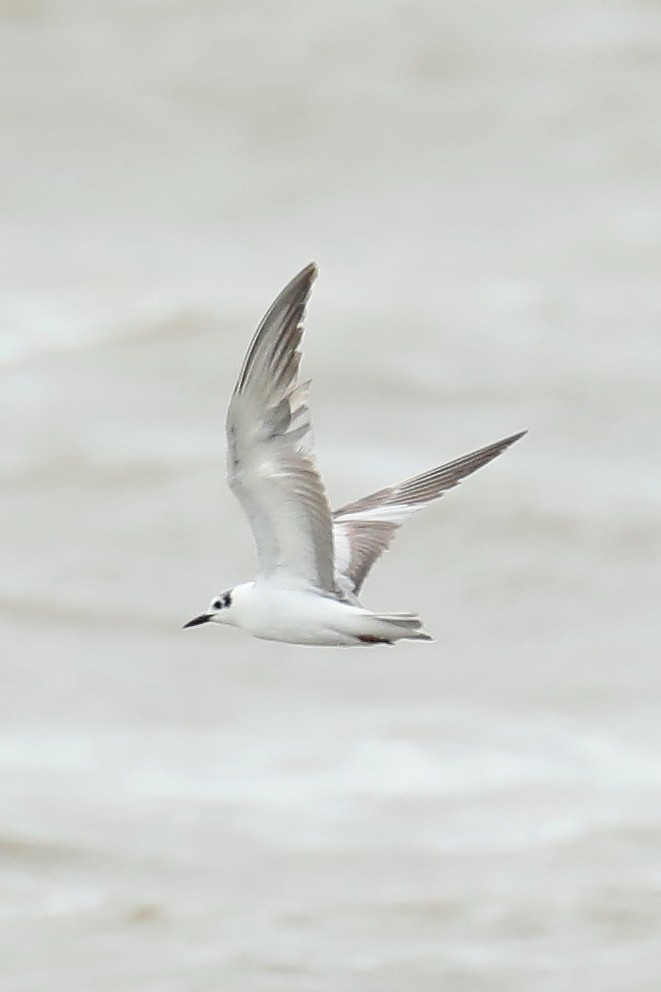 White-winged Tern - ML294748601