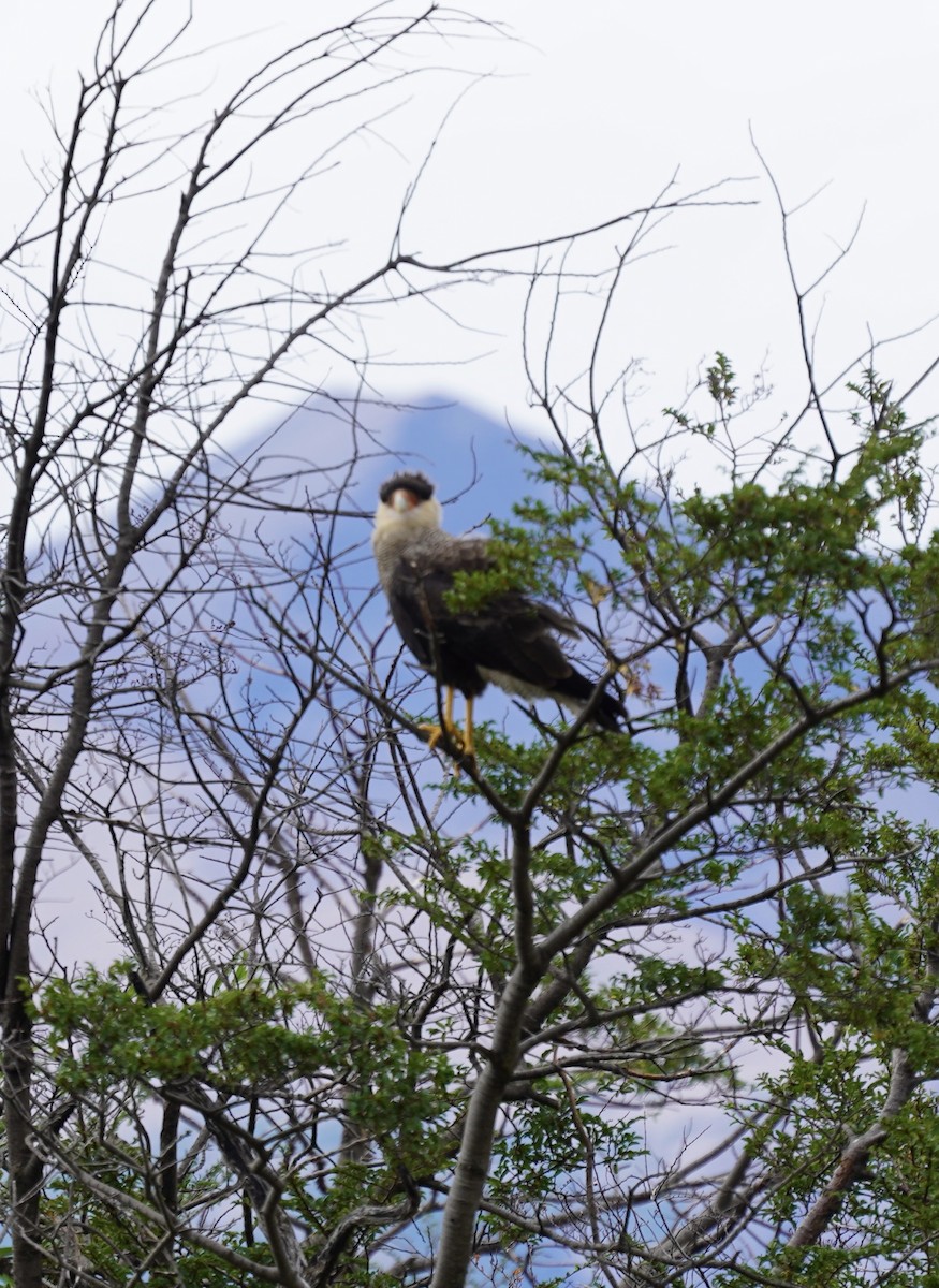 Crested Caracara (Southern) - ML294749511