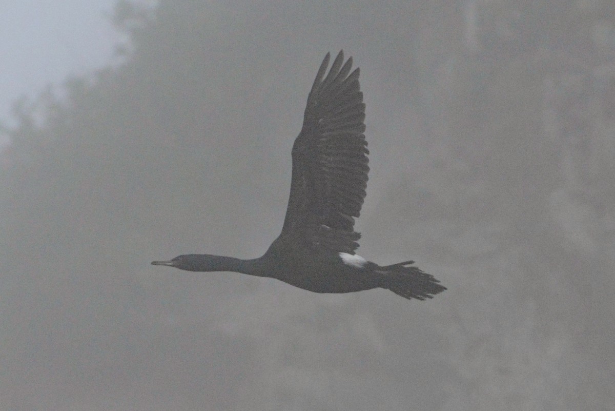 ub. skarv (Phalacrocoracidae sp.) - ML294750661