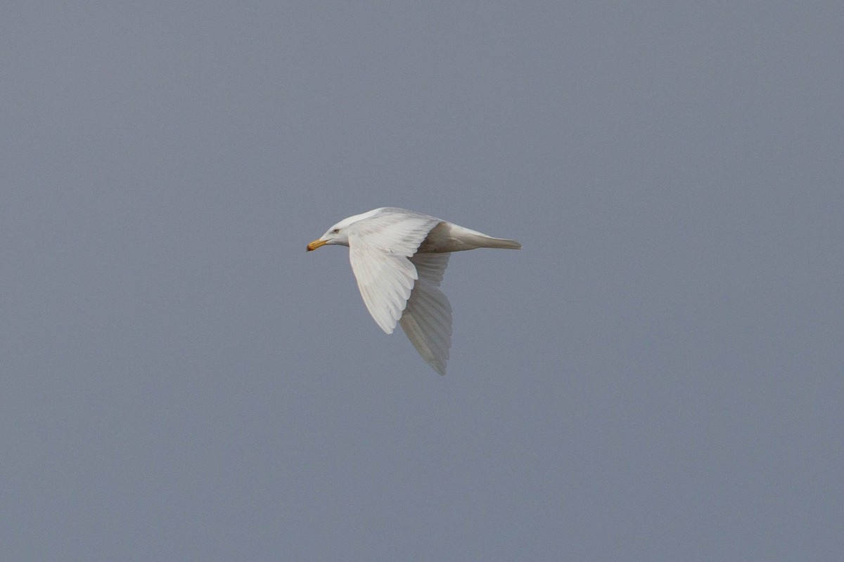 Glaucous Gull - ML294750701