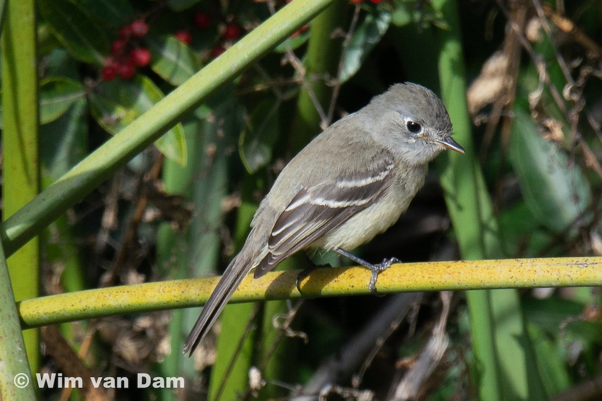 Dusky Flycatcher - ML294750821