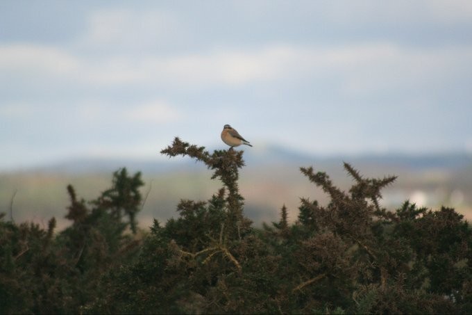 Northern Wheatear - Mike Youdale