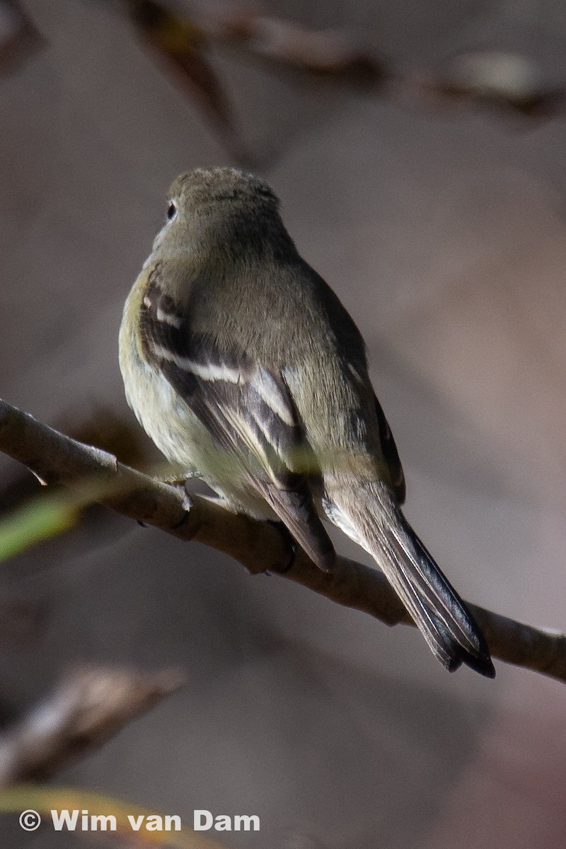 Hammond's Flycatcher - Wim van Dam