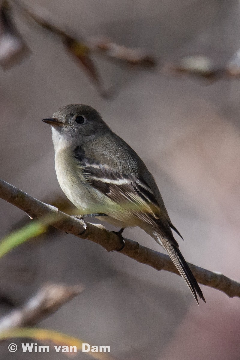 Hammond's Flycatcher - ML294752171