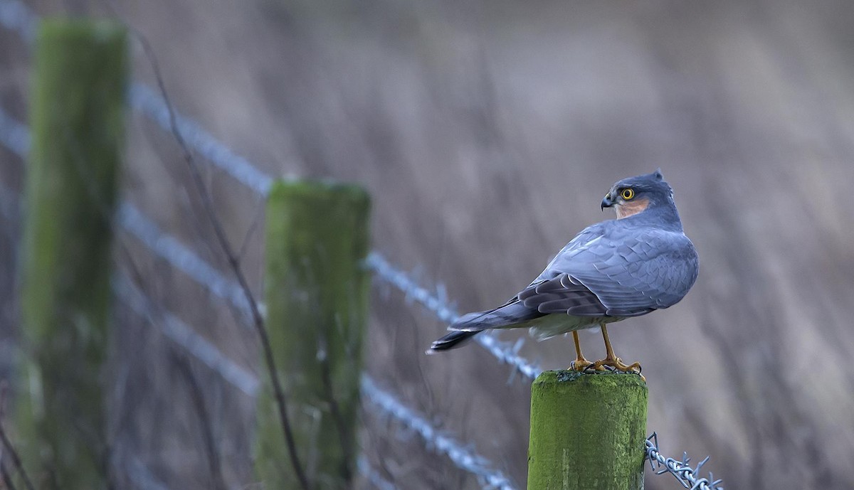 Eurasian Sparrowhawk - Mike Youdale