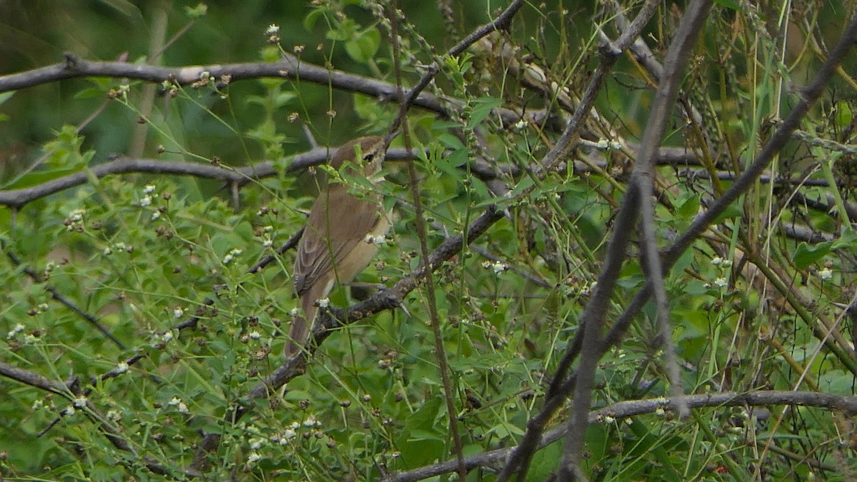 Booted/Sykes's Warbler - ML294753511