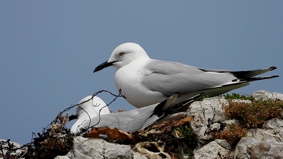 Black-billed Gull - Alan Shaw